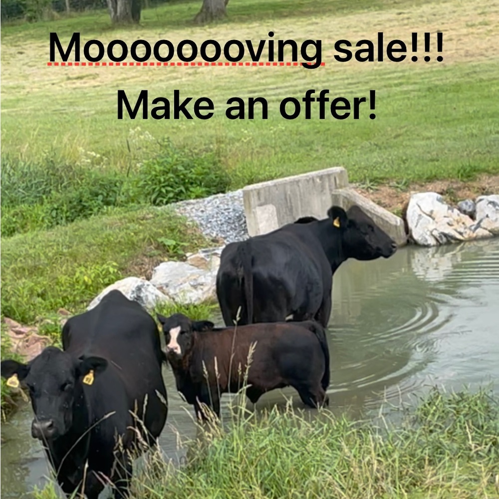 I am moving! No reasonable offers turned down!